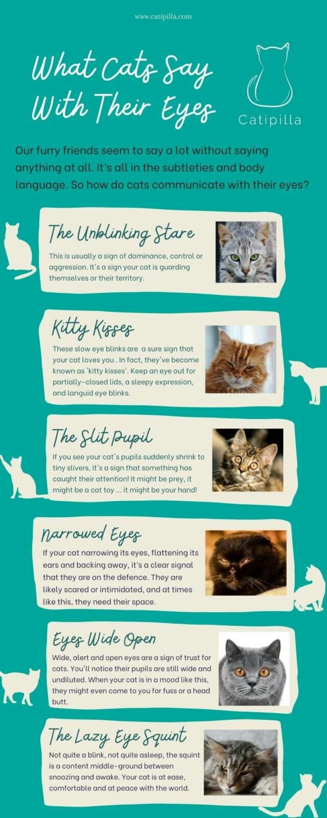 What Cats Say With Their Eyes