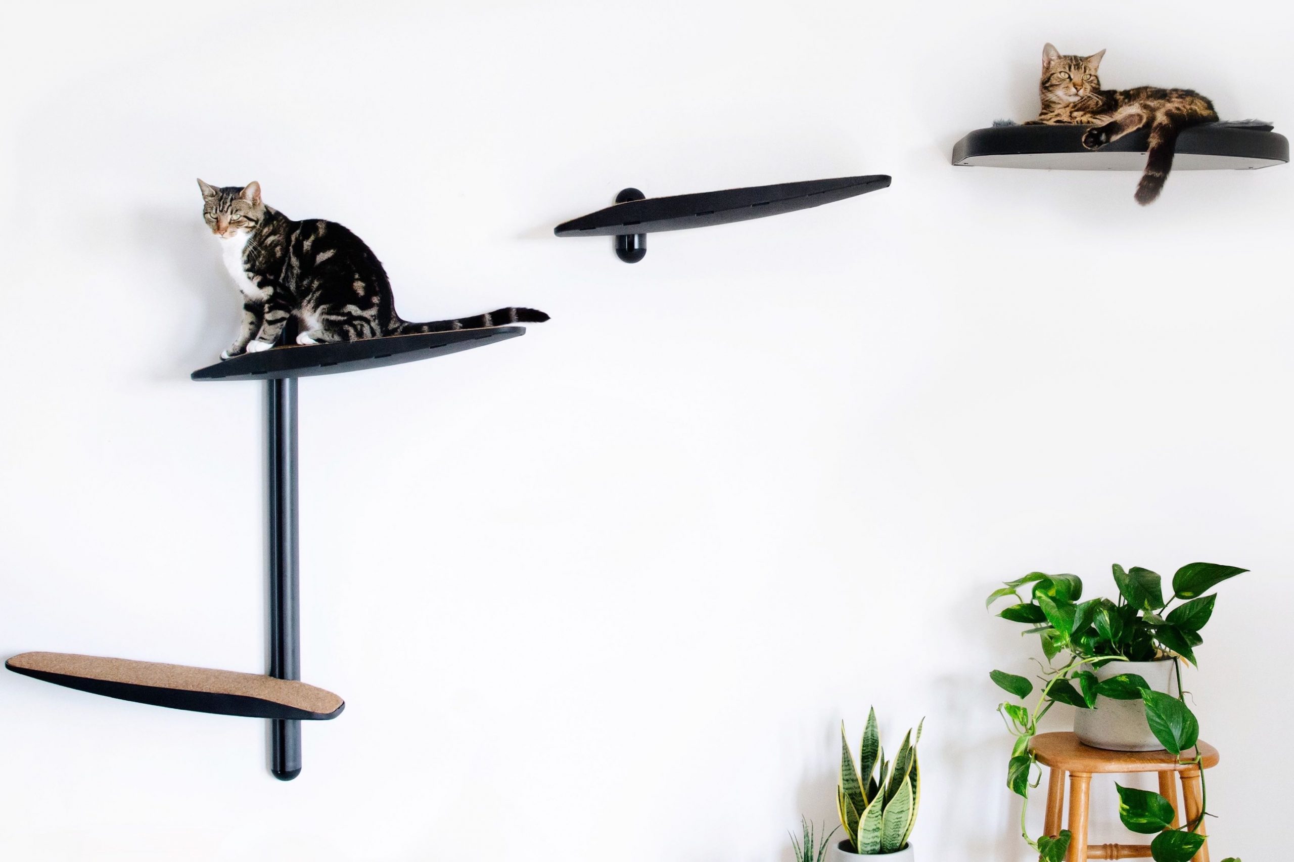 Why Should We Provide Cats With High Places? | Catipilla