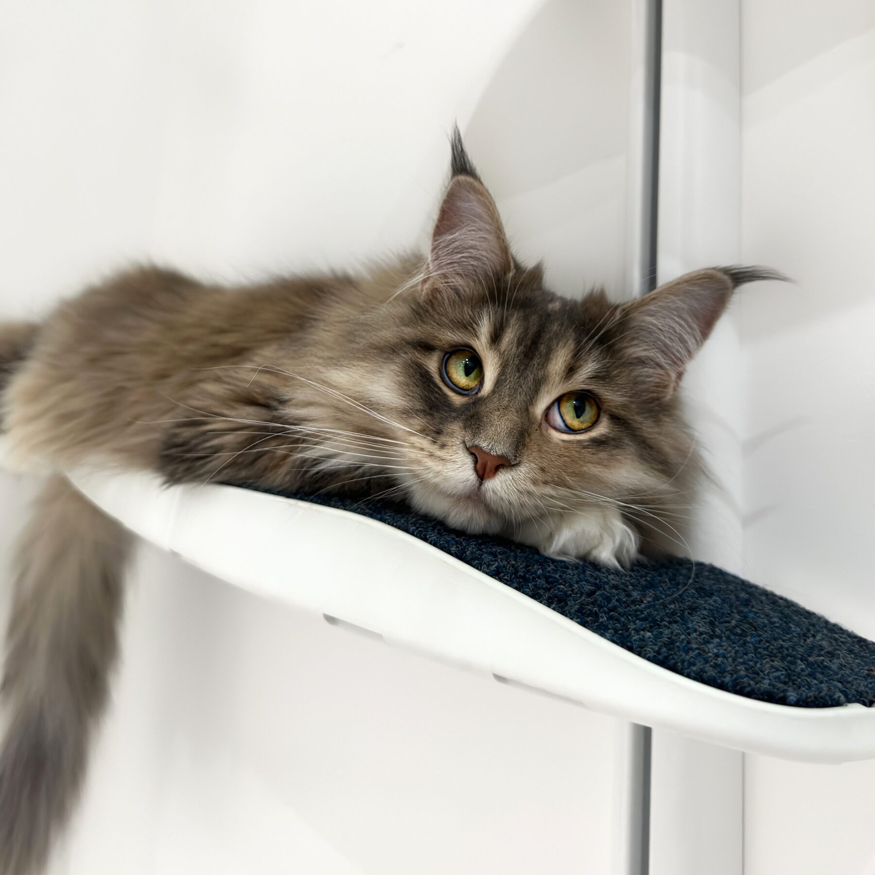 Catipilla Pro | Elegant, Space-Saving Cat Climber