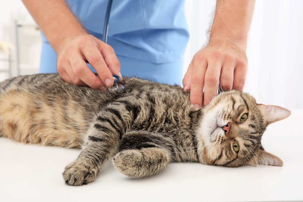 Signs Of Poisoning In Cats And Common Toxins | Catipilla