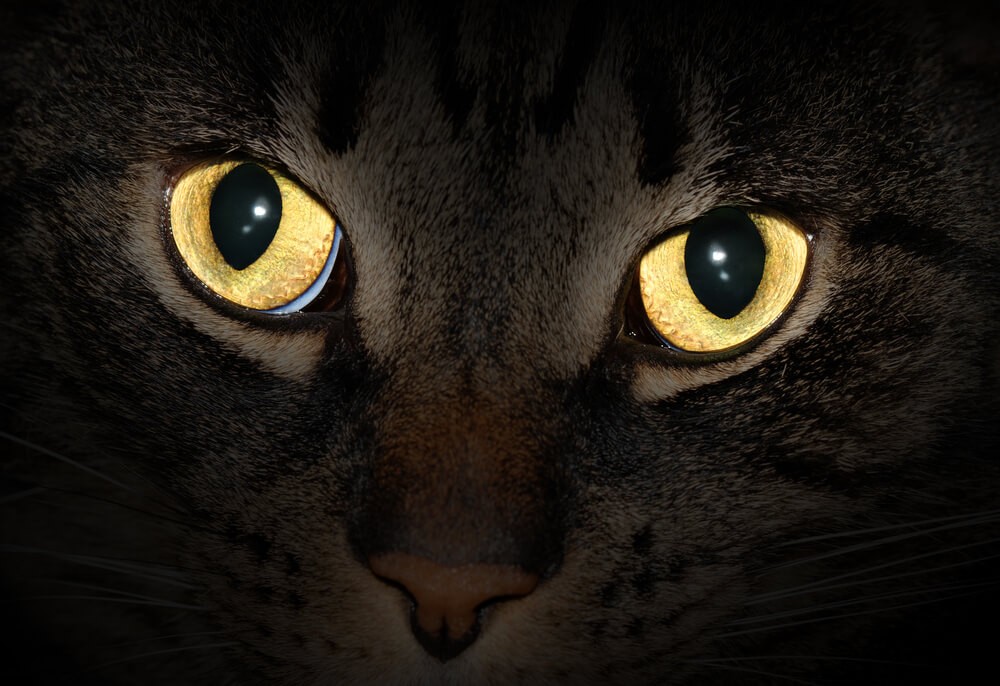 Why Do Cats’ Eyes Glow in the Dark? | Catipilla