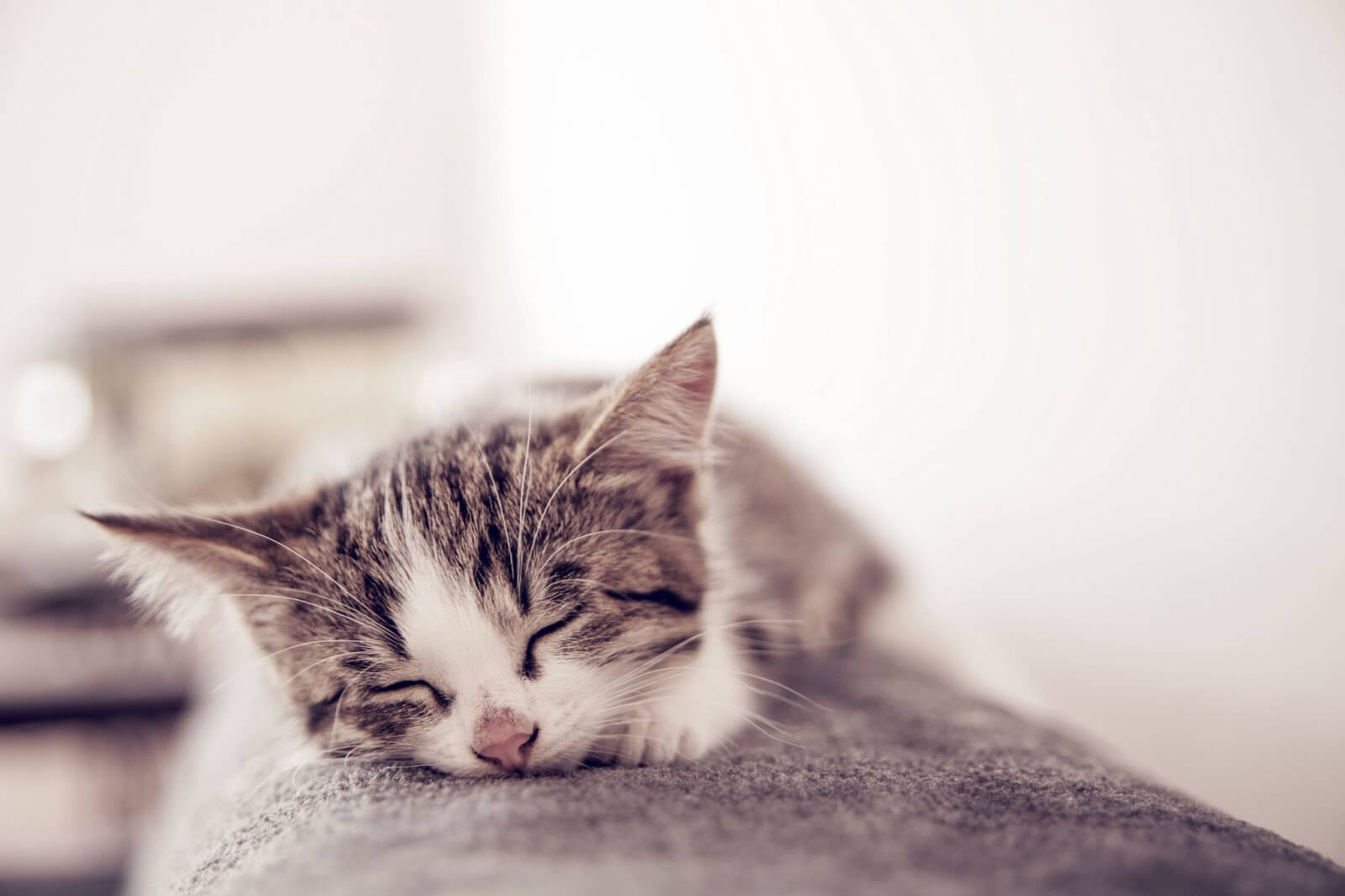 Why Do Cats Sleep So Much? | Catnap Science | Catipilla